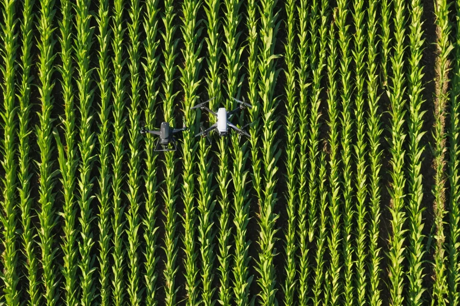 Drone flying over a cornfield during thermal imagery collection